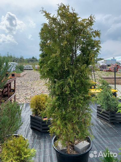 Туя брабант даника