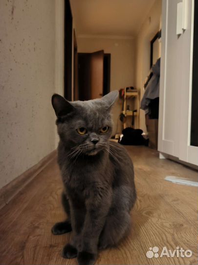 Британская кошка в дар