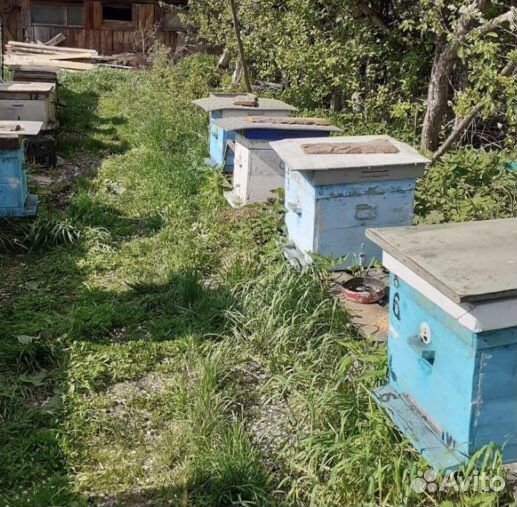 Улья с пчелосемьями