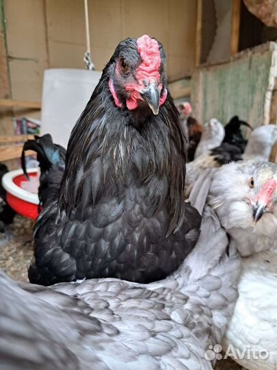 Петухи Амераукана