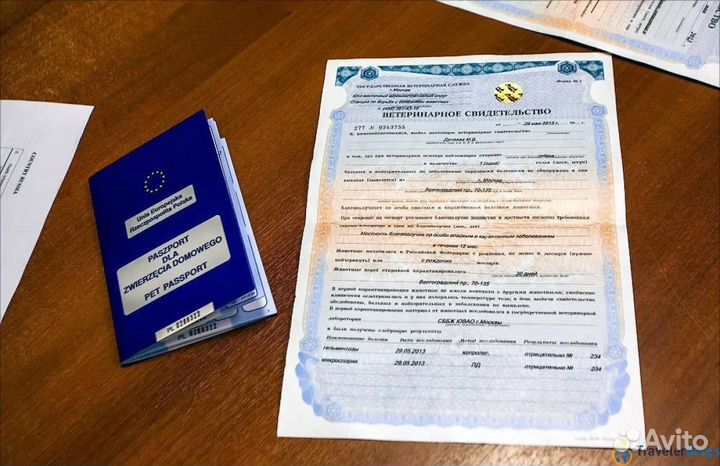 Ветеринарный врач на дом Вакцинация Круглосуточно