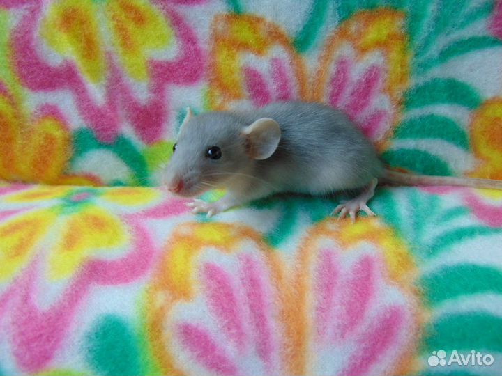 Крысы, крысята дамбо, гамак в подарок, клетки