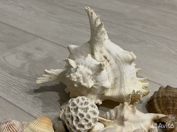 Ракушки и раковины морские для аквариума