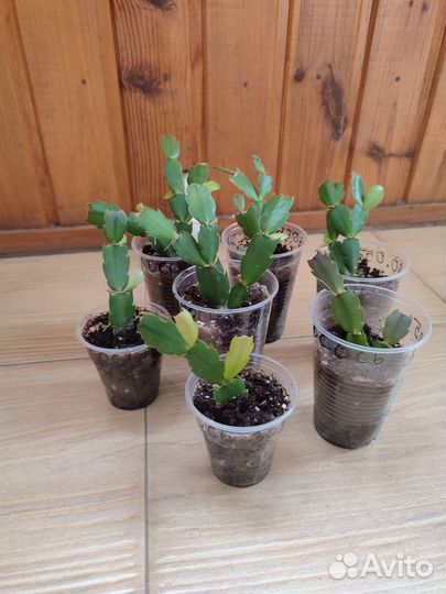 Декабрист шлюмбергера