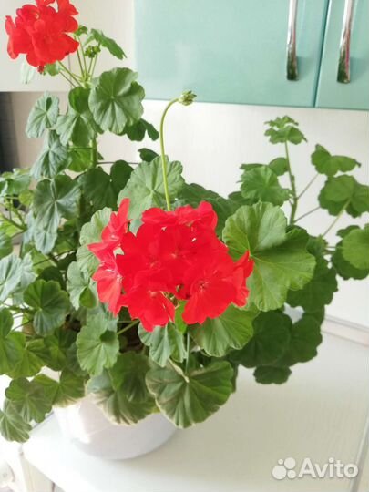 Пеларгония герань