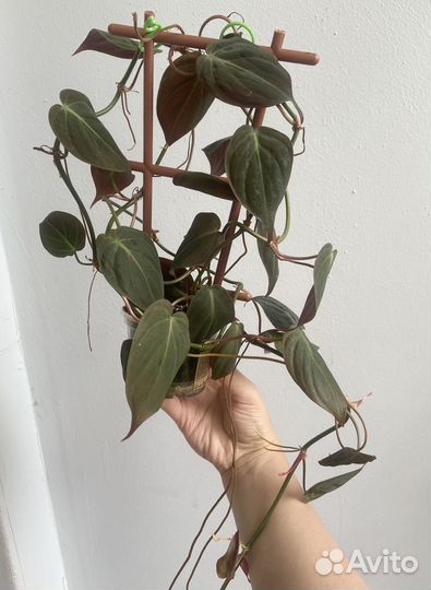 Филодендрон Скандекс Миканс бархатный