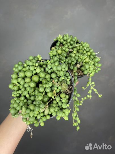 Крестовник роули