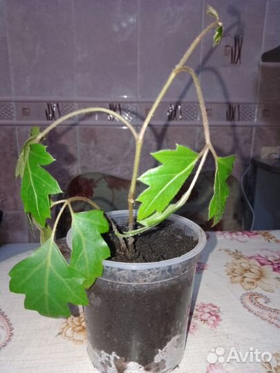 Роициссус ромбический