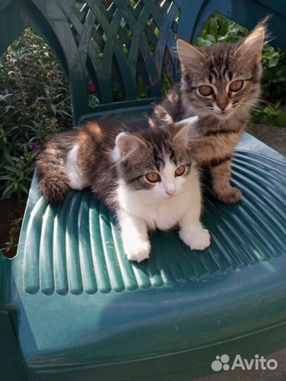 Котята в дар бесплатно