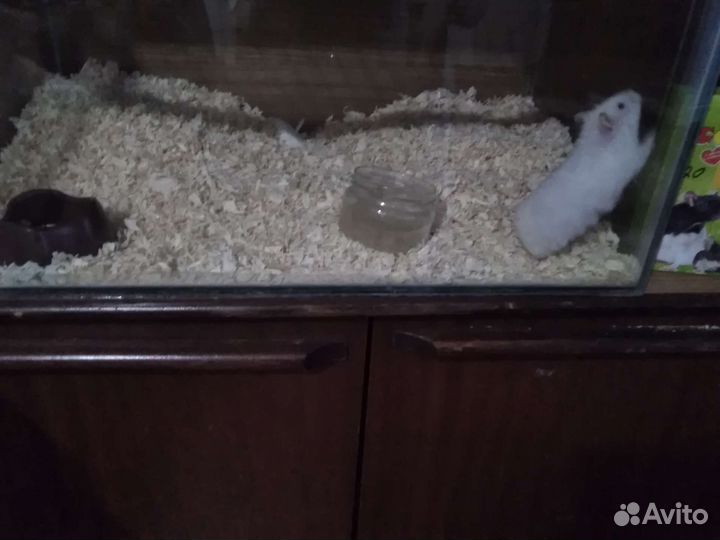 Хомячки с клеткой