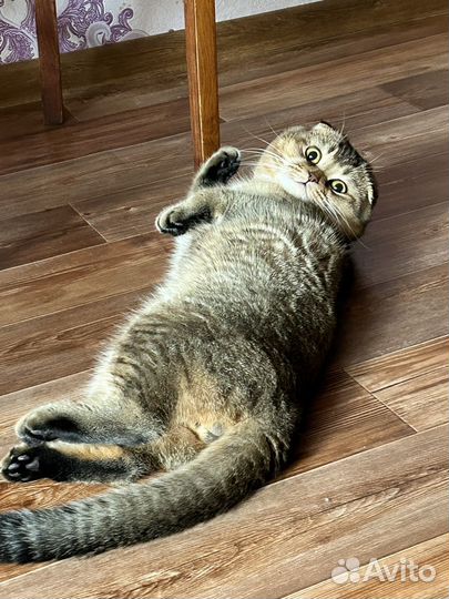 Шотландская кошка вязка