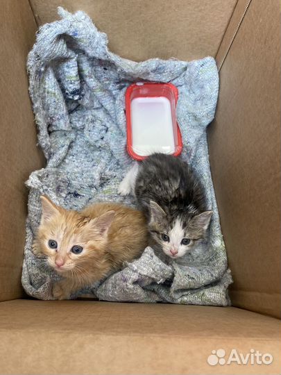 Котята в добрые руки