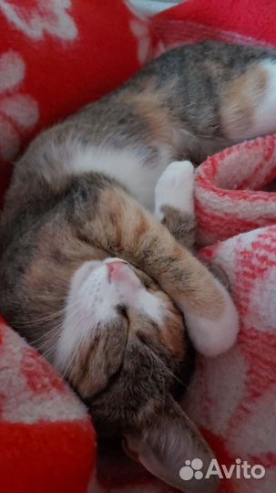 Кошка Муся подросток