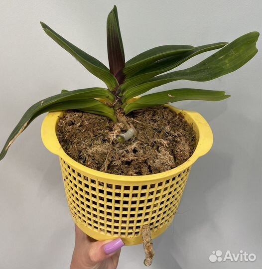 Rhy.gigantea Dark Red