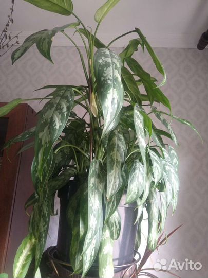 Всякие цветы, очень много