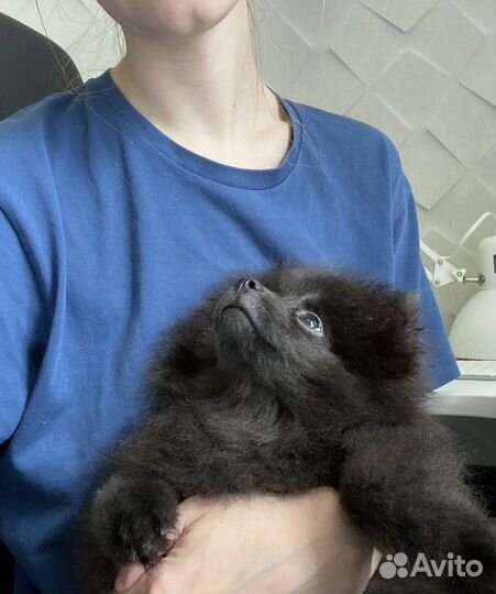 Померанский шпиц