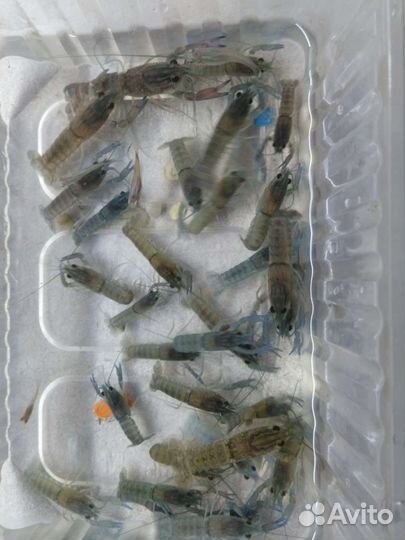 Австралийский красноклешневый рак