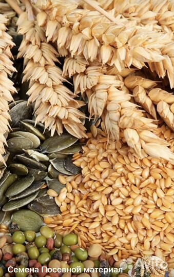 Горчица белая семена