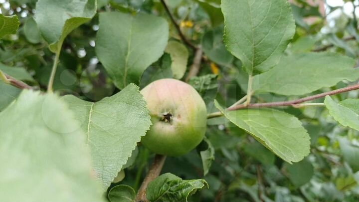 Дача 25 м² на участке 5 сот.