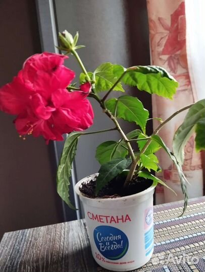 Гибискус китайская роза