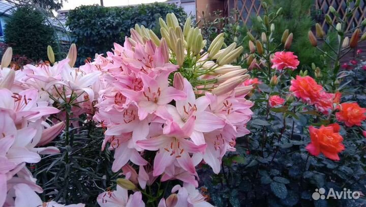 Лилии луковицы