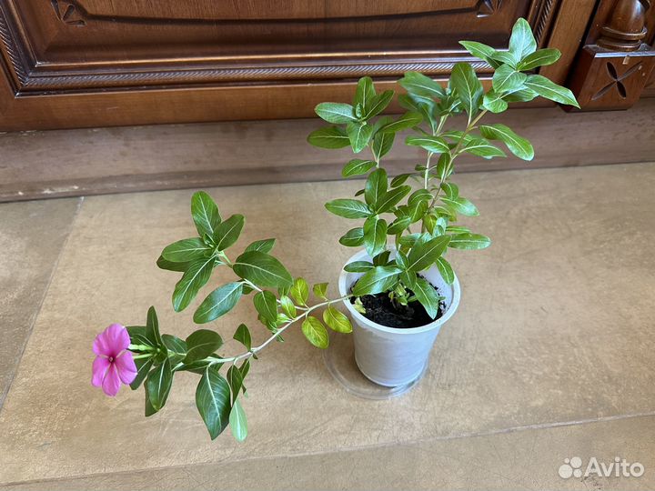 Катарантус