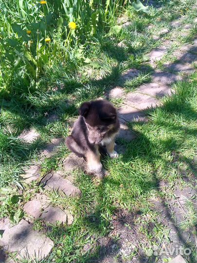 Щенят отдам в добрые руки