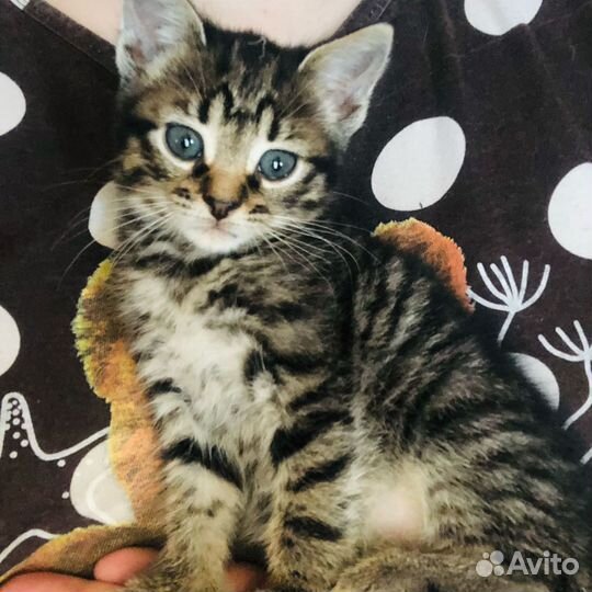 Котята шотландские