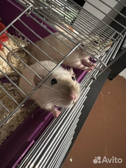 Крыса дамбо сиамская