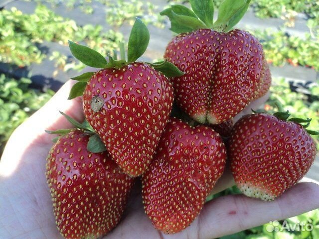 Саженцы клубники сорт Маршал