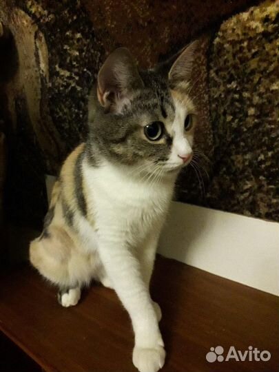 В поисках дома