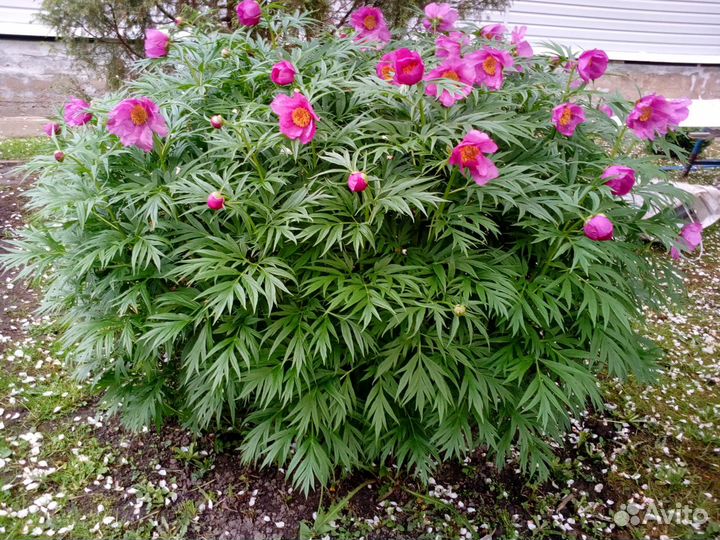 Пион (марьин корень)