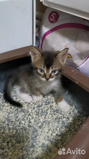 Котята мальчики ищут дом