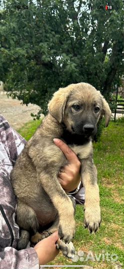 Щенок ищет дом