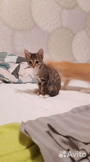 Котята останутся на улице