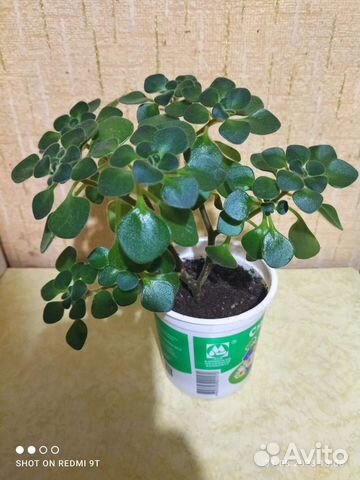 Аихризон махровый