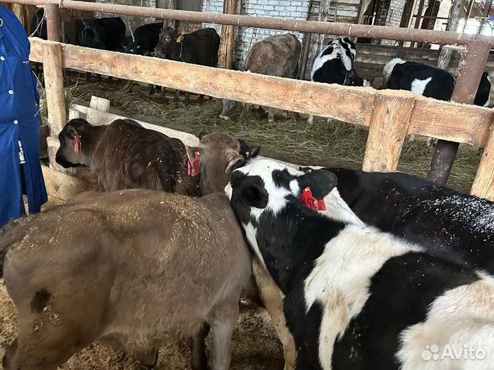 Отпоенные телята