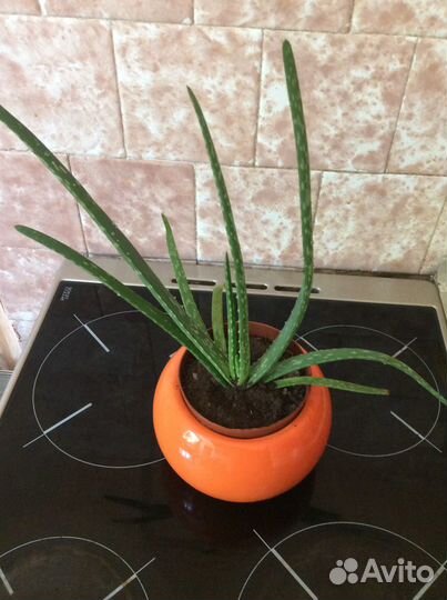 Алоэ-Вера 3-х летнее