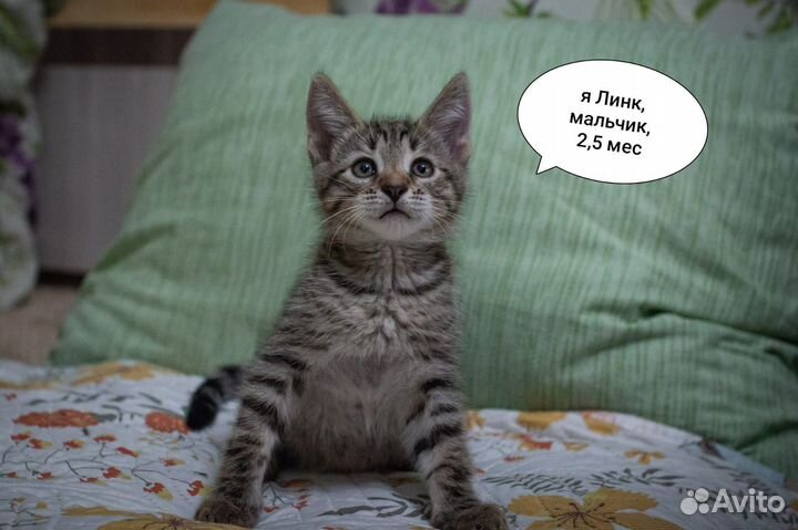 Котята в добрые руки