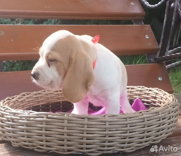 Щенки бигля