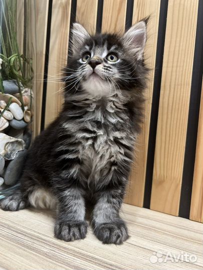 Котята мейкун