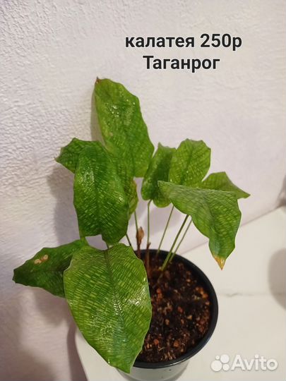 Комнатные цветы маранта