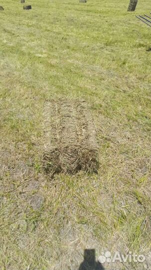 Сено свежее в тюках и рулонах этого года