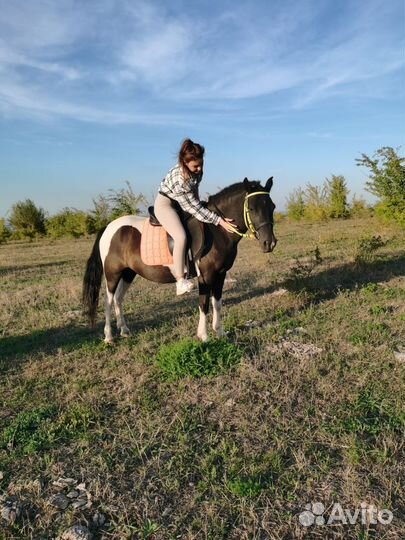 Жеребята, пони,лошадь