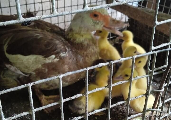 Индоутка с утятами