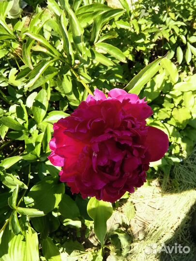 Рассада многолетних цветов, Хоста, пионов, монарда