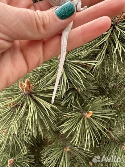 Бородатая агама зеро