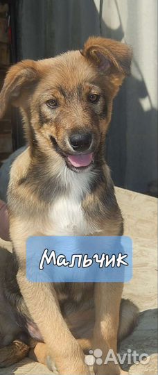 Щенки в добрые руки