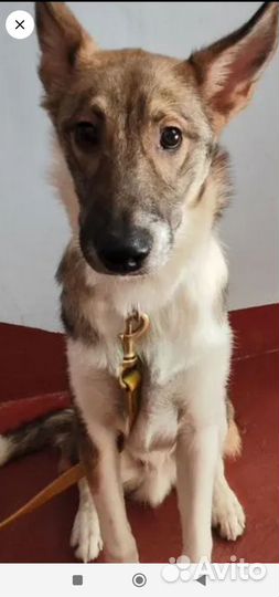 Собачка мальчик