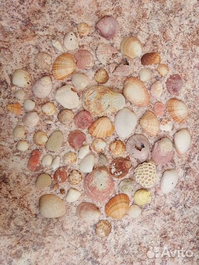 Килограмм ракушек